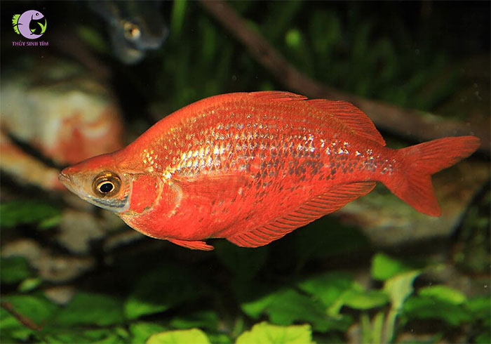 cá cầu vồng táo đỏ dài-1