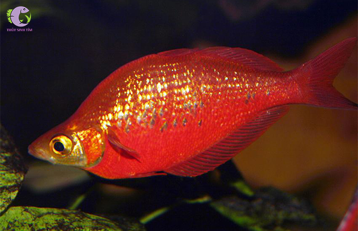 cá cầu vồng táo đỏ dài-2