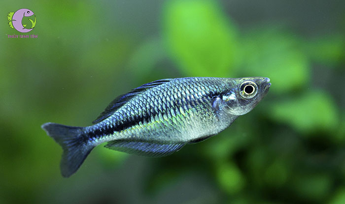 cá cầu vồng xanh indo-1