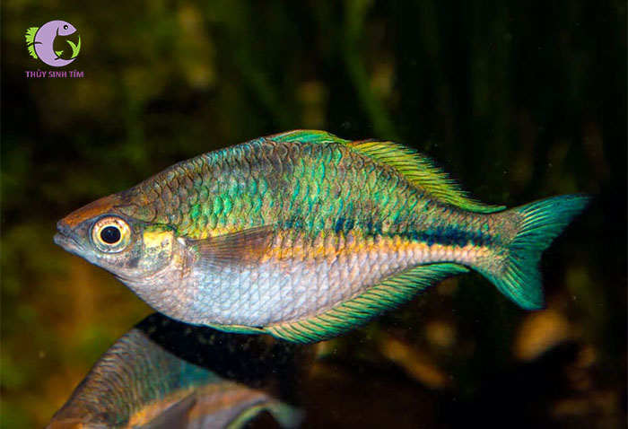 cá cầu vồng xanh indo -2