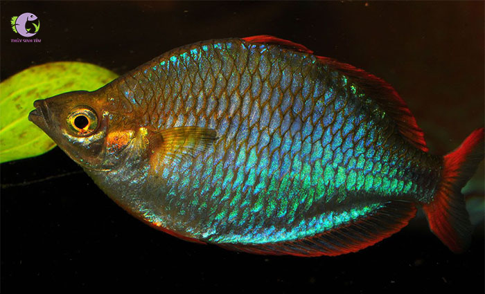 cá cầu vồng xanh short-2