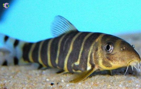 Cá Chạch Botia Dario-1