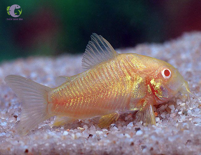 cá chuột albino - 1