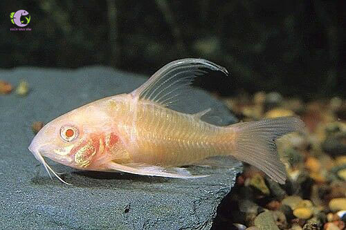 Cá Chuột Albino Cánh Tiên-1