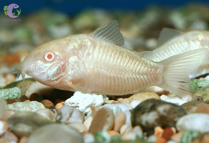 cá chuột albino - 2