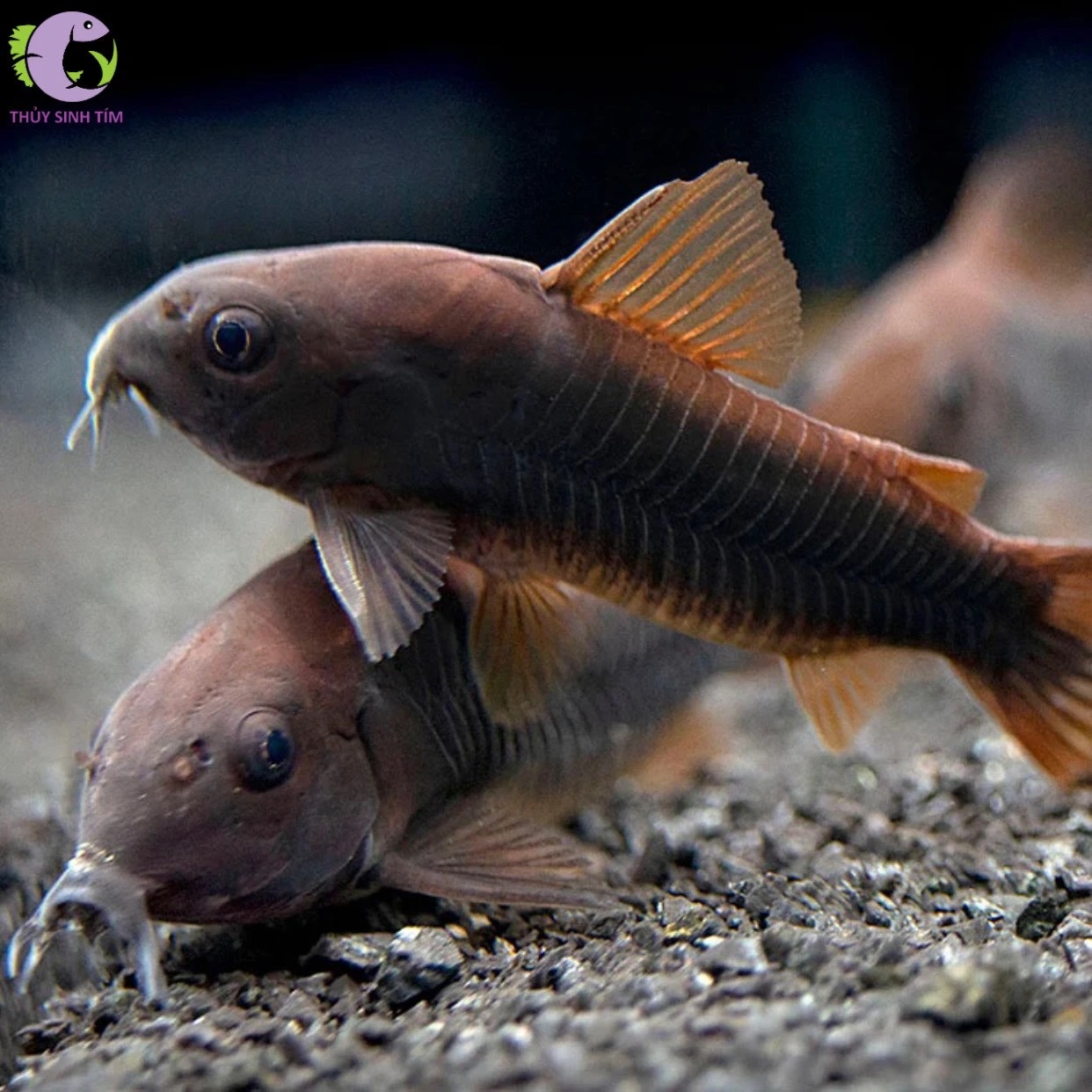 Cá Chuột Black Venezuela-2