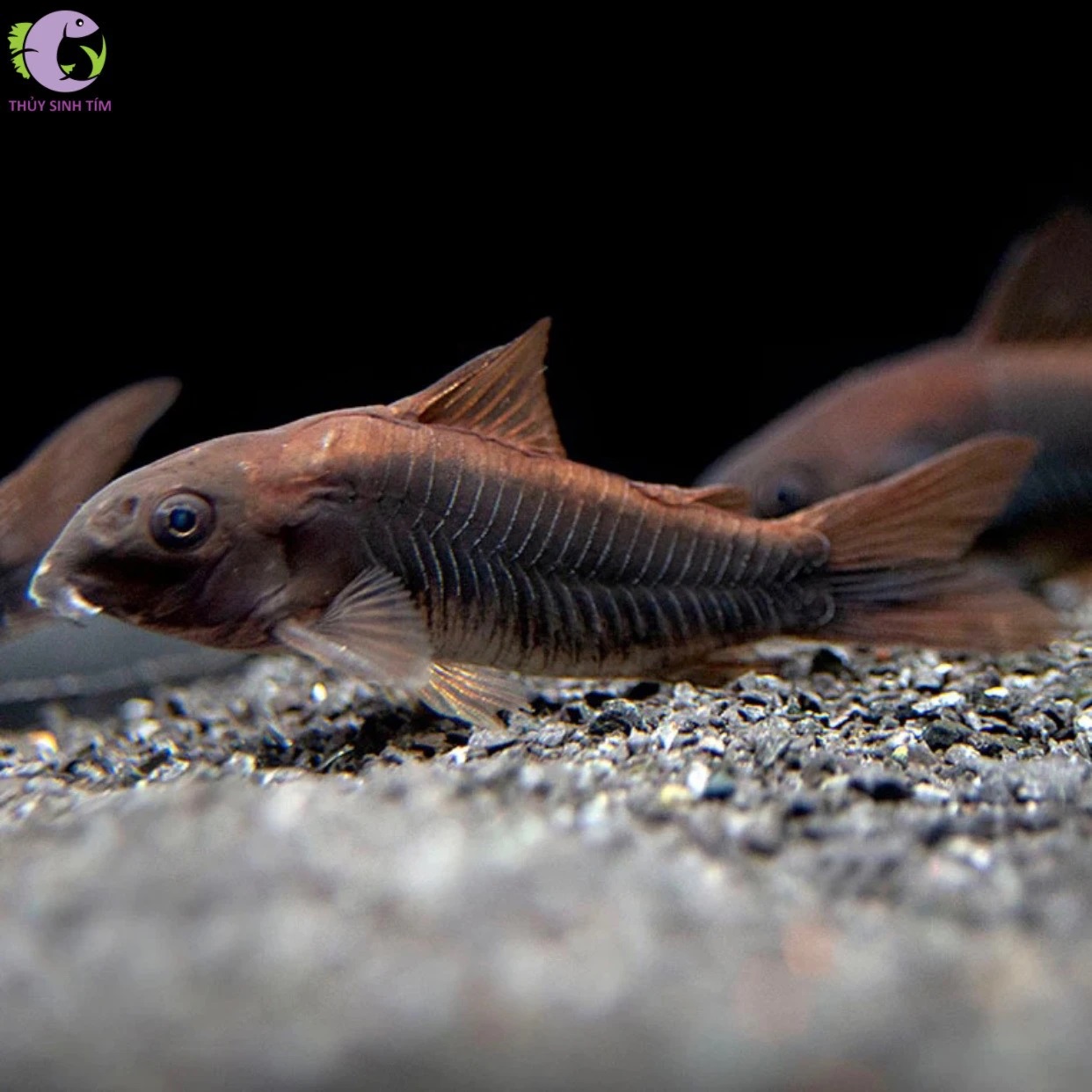 Cá Chuột Black Venezuela-1