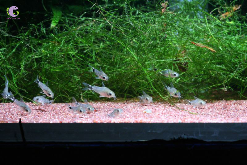 Cá Chuột Hastatus-2