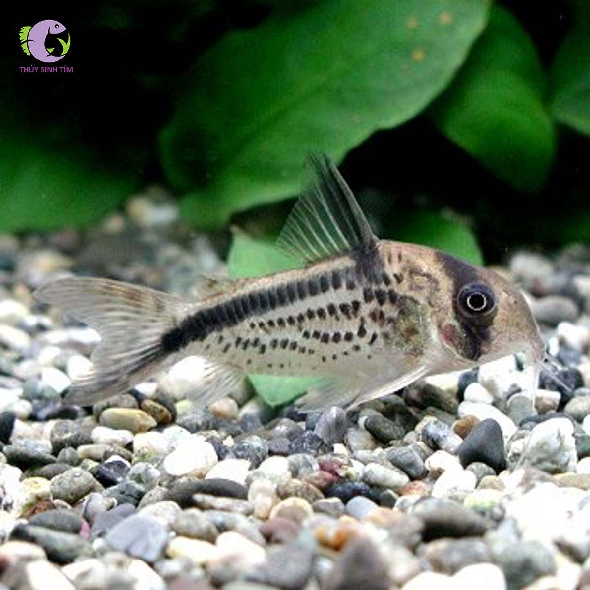 Cá Chuột Loxozonus-1