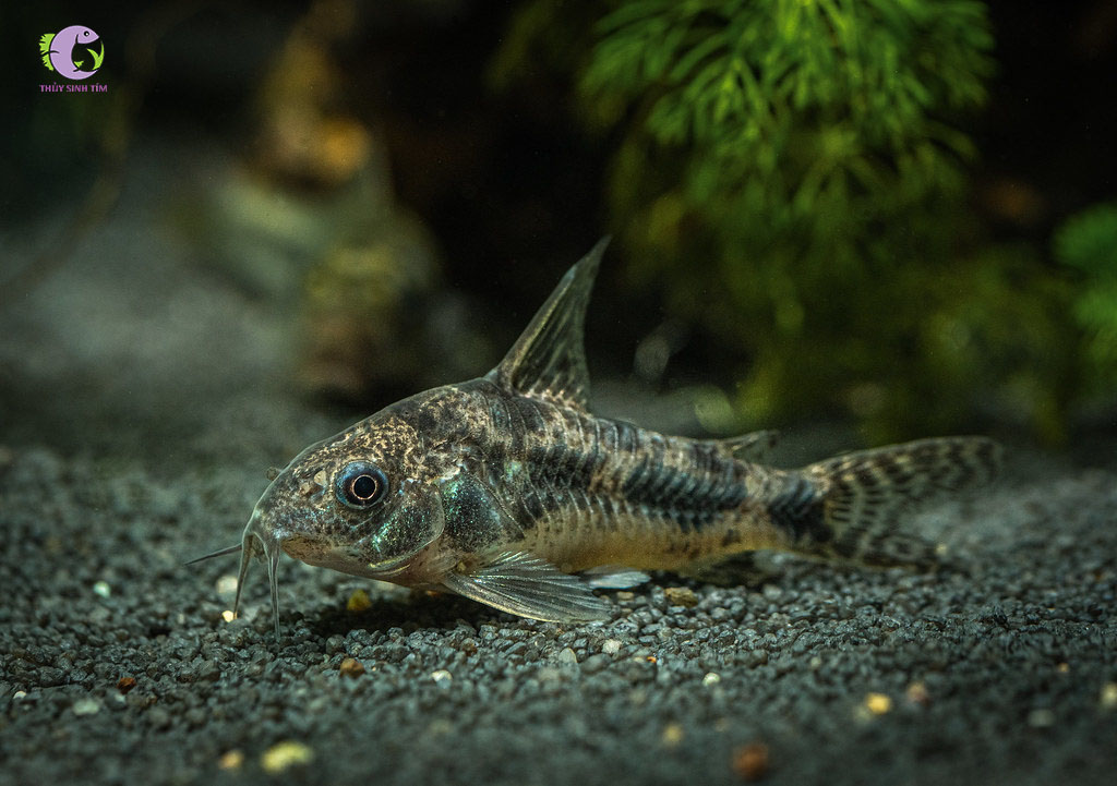 Cá Chuột Muối Tiêu-1