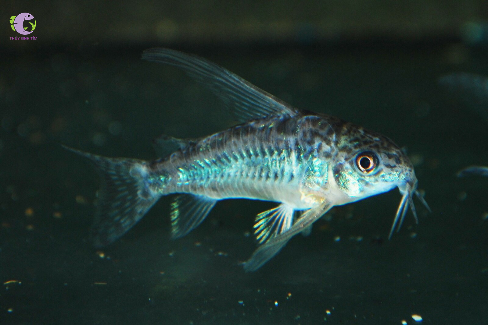 Chuột muối tiêu Vây Cao-1