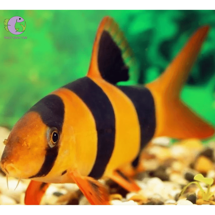 Cá chuột mỹ - 02