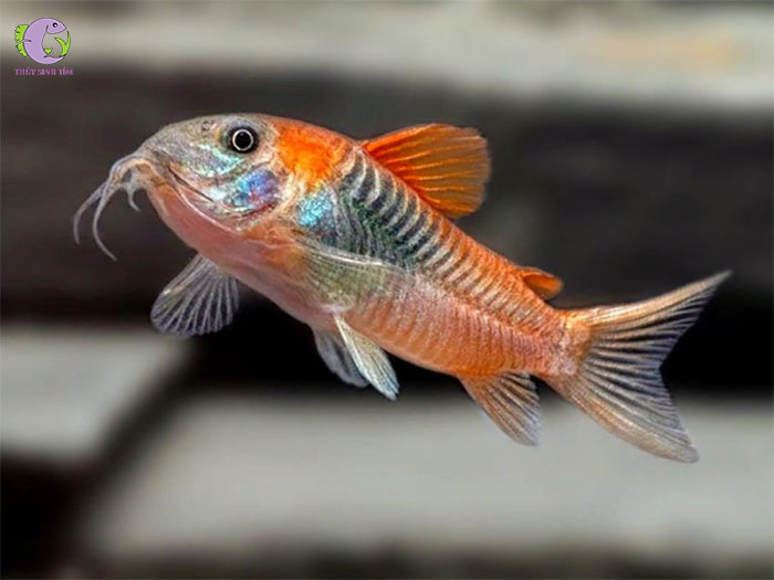 cá chuột venezuela-2