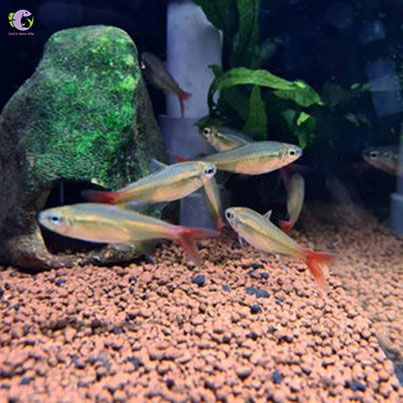 Cá Copei Tetra-2