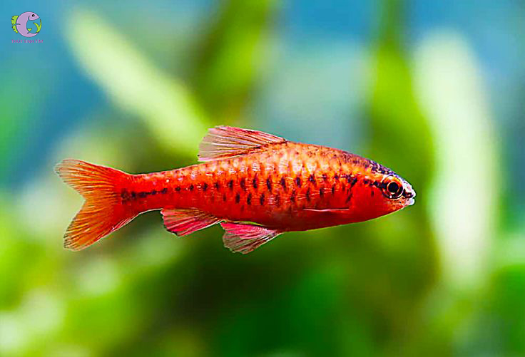 Cá Diếc Anh Đào Siêu Đỏ - Vây Ngắn-1