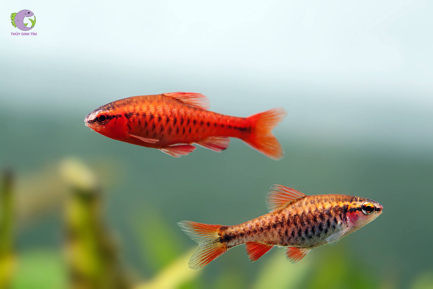 Cá Diếc Anh Đào Siêu Đỏ - Vây Ngắn-2