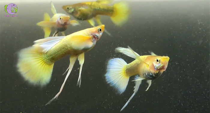 ca full gold ribbon-1