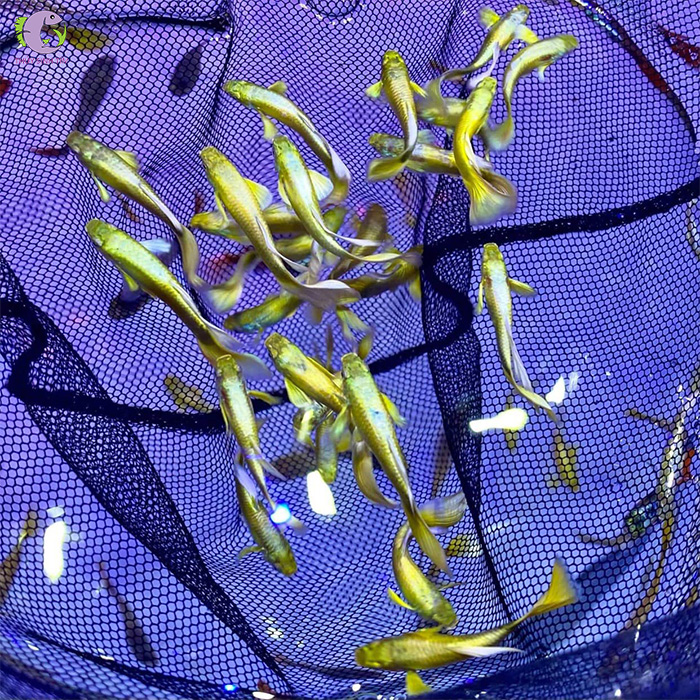 ca full gold ribbon-2