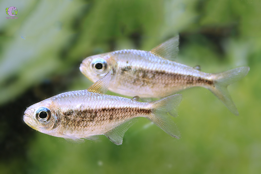 Cá Golden Kogal - Tetra Vàng Mắt Xanh-1