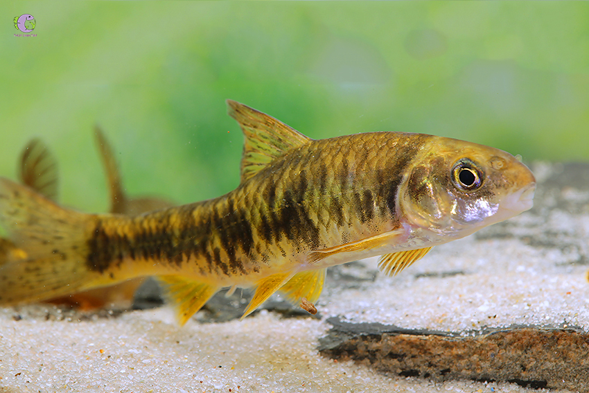 Cá Hắc Kim Tuyền-1