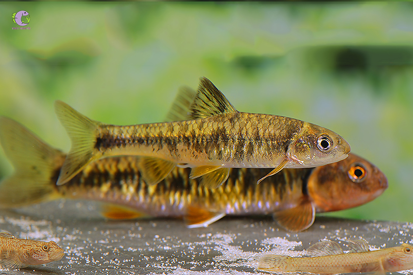 Cá Hắc Kim Tuyền-2