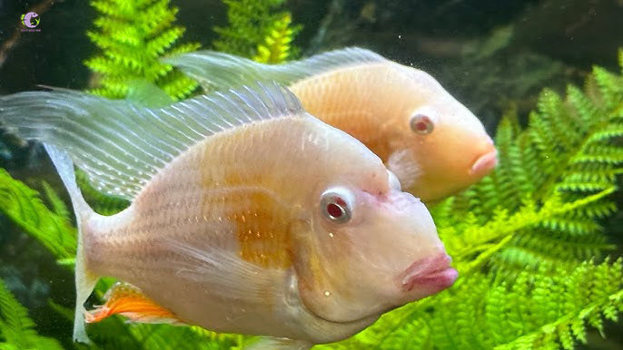 Cá Hải Hồ Heckeli Albino-2