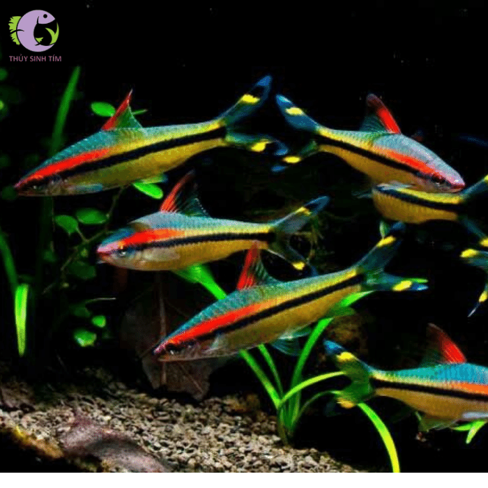 cá hồng mi 4 - 5 cm - 2