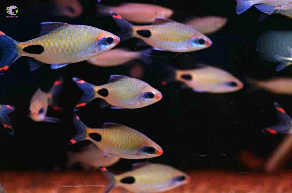 Cá Hồng Mi Bóng Đêm-2