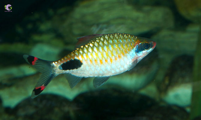 Cá Hồng Mi Bóng Đêm-1