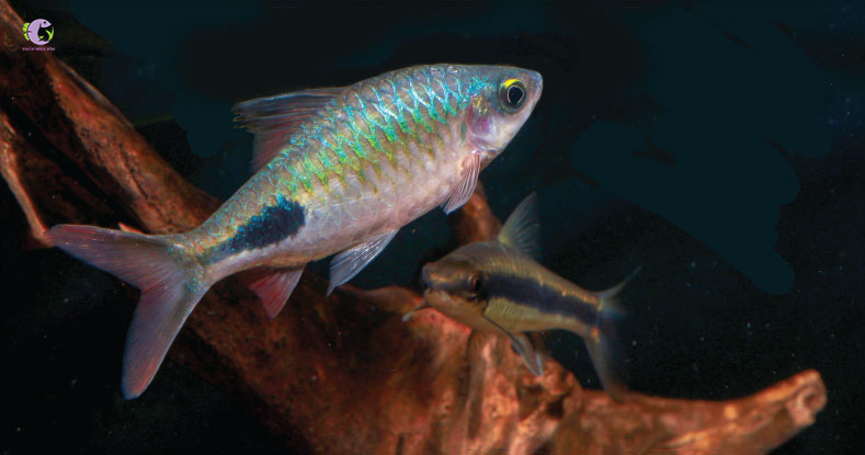 Cá Hồng Mi Cầu Vồng-1