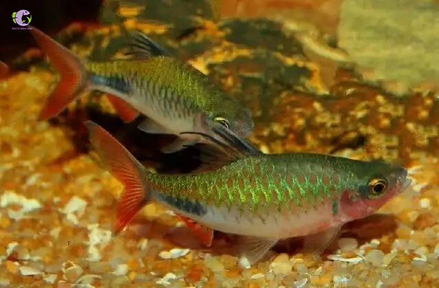 Cá Hồng Mi Cầu Vồng-2