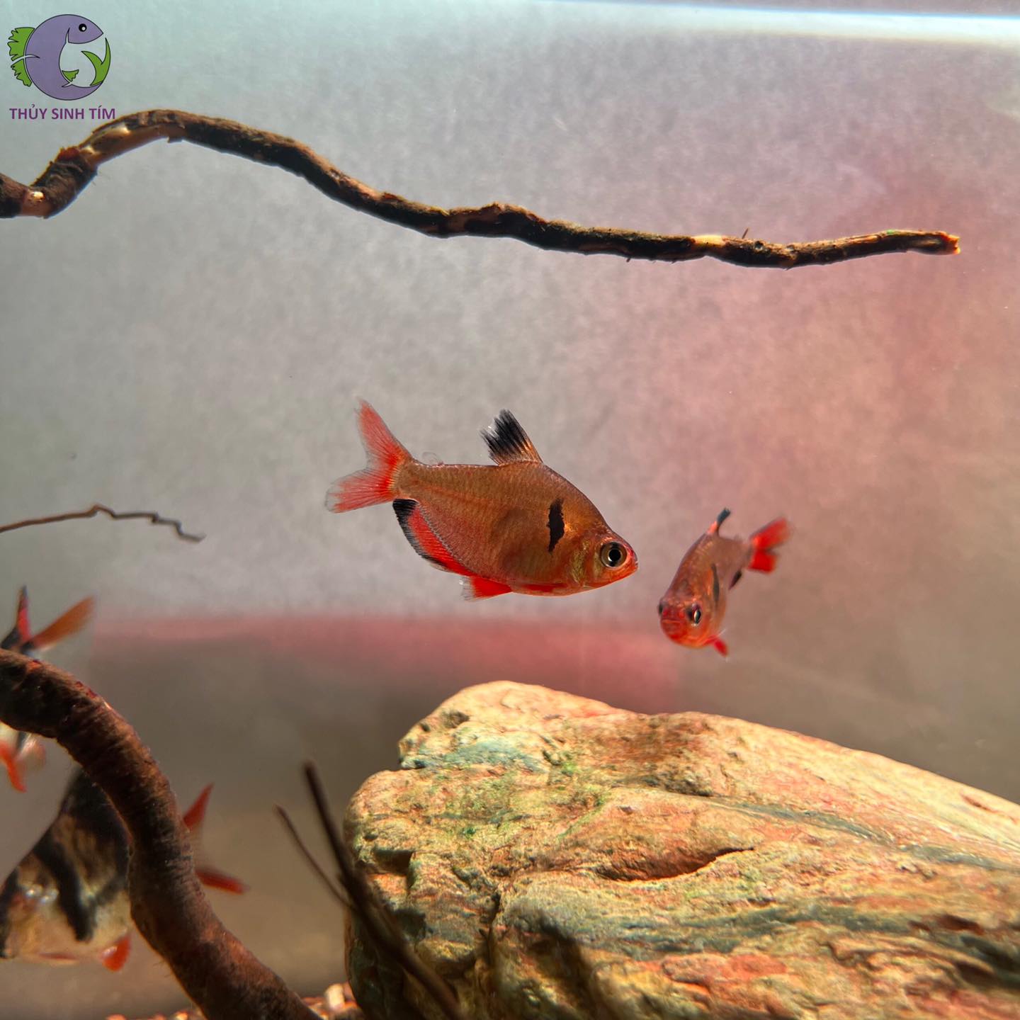 Cá Hồng Nhung Short-1