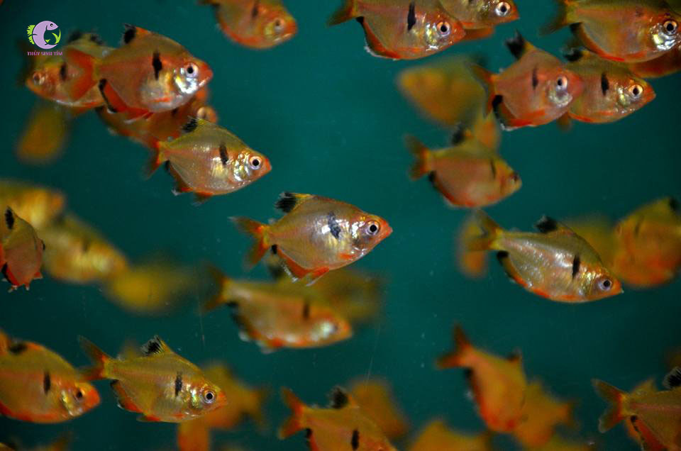 Cá Hồng Nhung Short-2