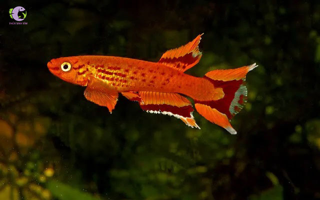 Cá Killi Australe Gold-1