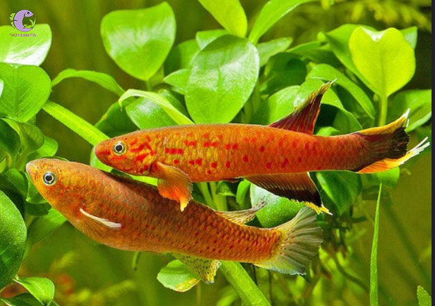 Cá Killi Australe Gold -2