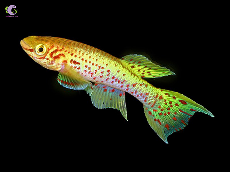 Cá Killi Gardneri Gold-1