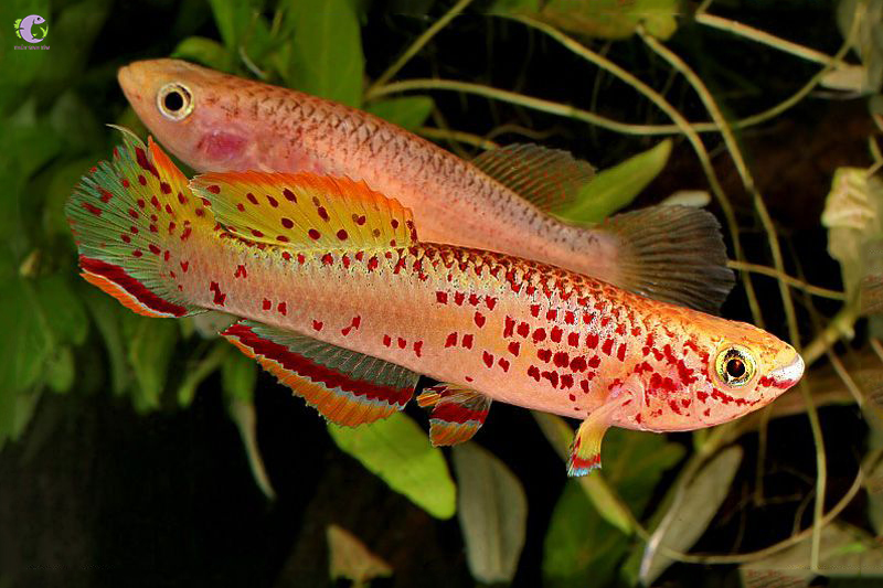 Cá Killi Gardneri Gold-2