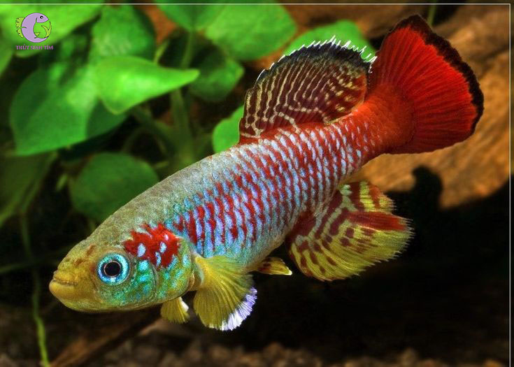 Cá Killi Guentheri-2