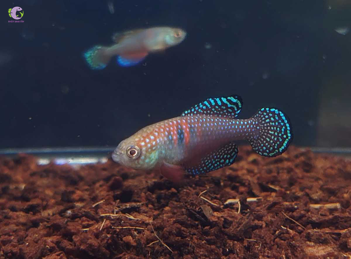 Cá Killi Magnificus-2