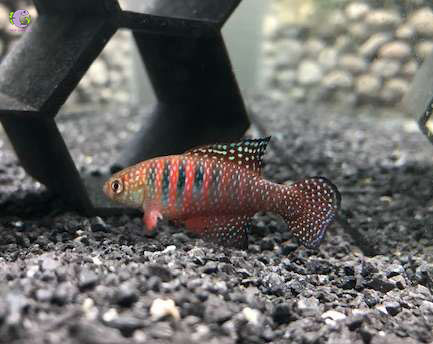 Cá Killi Magnificus-1