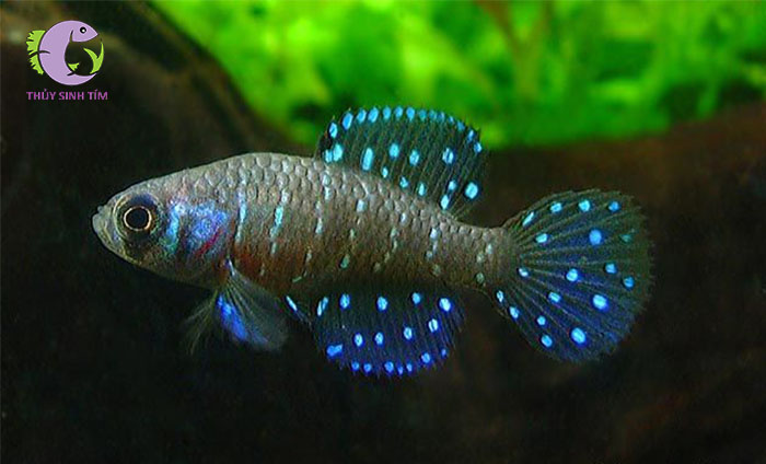 cá killi ngọc trai đen -1