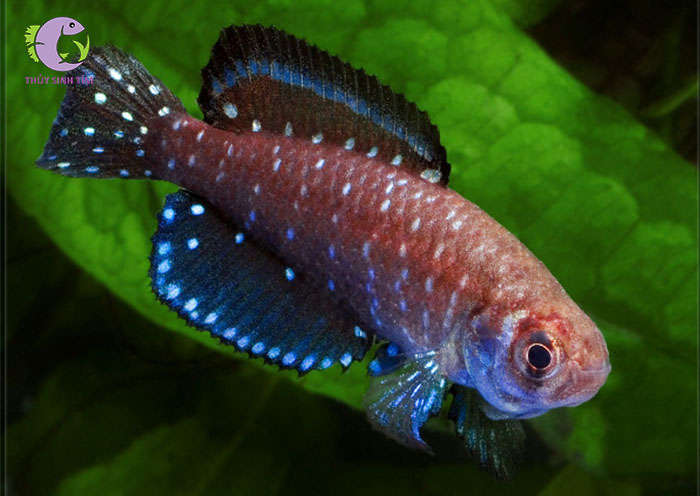 cá killi ngọc trai đen -2