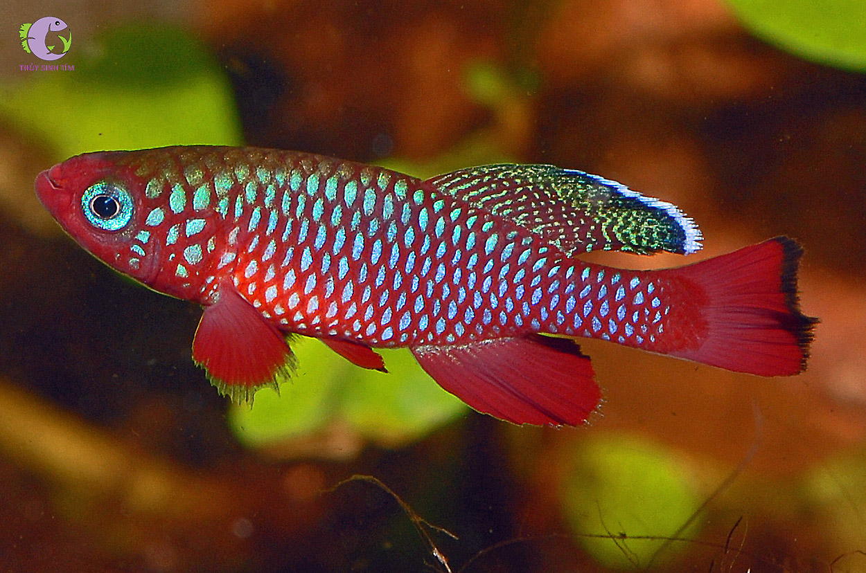 Cá Killi Rubripinnis-2