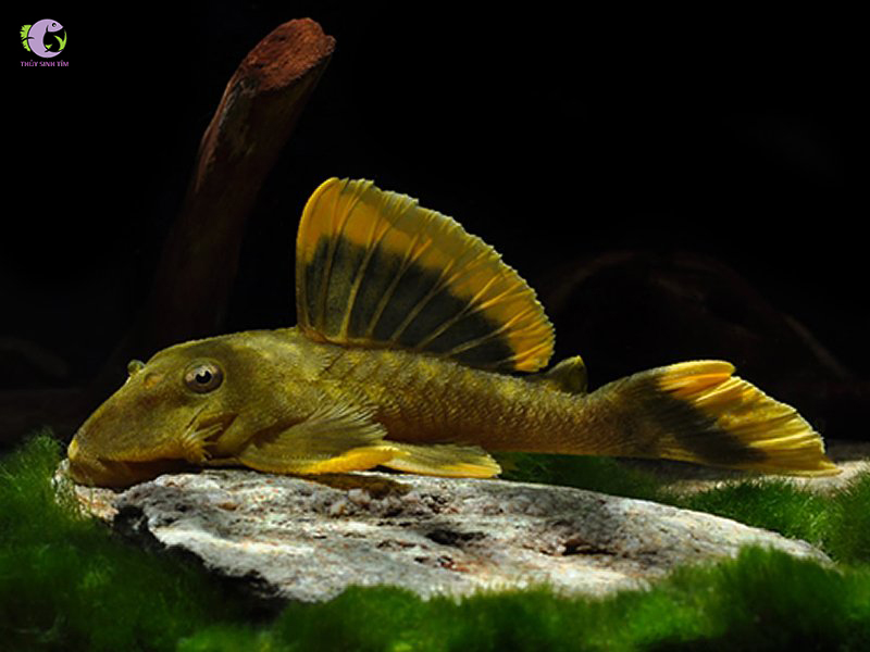 Cá L047 Mango Pleco-1