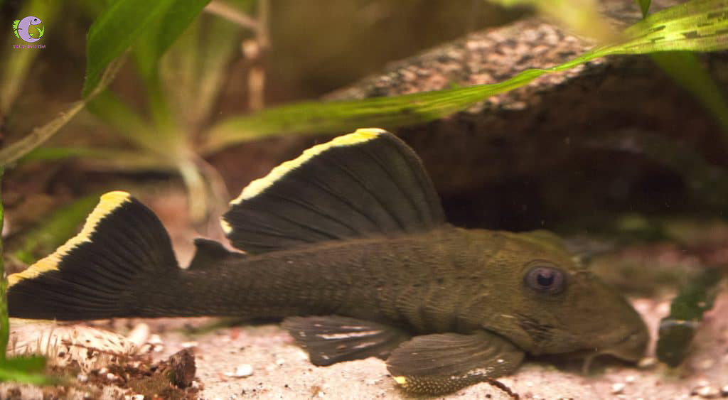 Cá L047 Mango Pleco-2