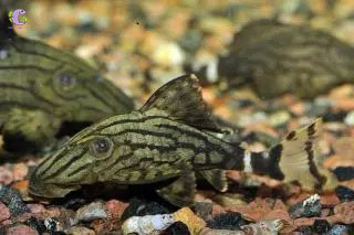 Cá L191 Dull Eyes Royal Pleco -1