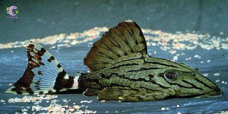 Cá L191 Dull Eyes Royal Pleco -2