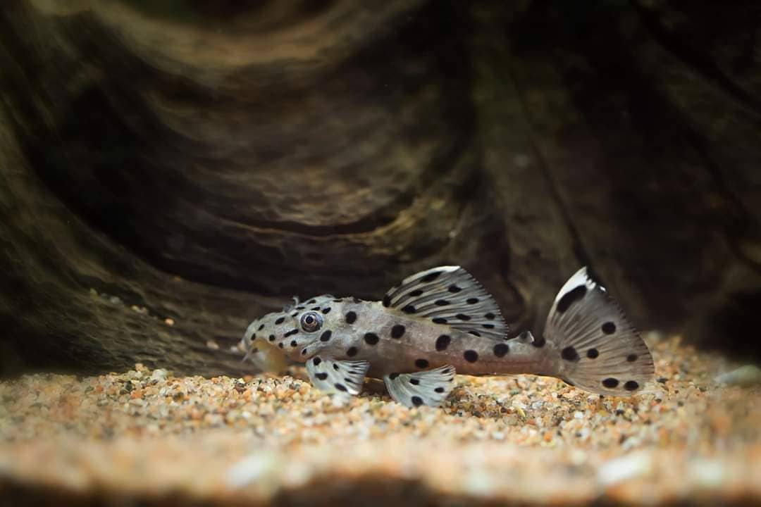 Cá L264 - Sultan Pleco-2