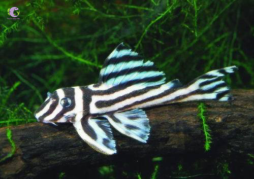 Cá L46 Hypancistrus Zebra Pleco-2