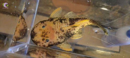Cá L56y Yellow Chubby Pleco-1
